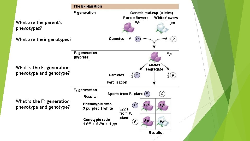 The Explanation P generation Genetic makeup (alleles) Purple flowers White flowers pp PP What