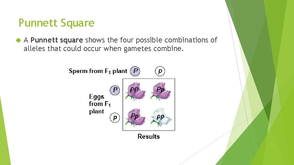 Punnett Square A Punnett square shows the four possible combinations of alleles that could