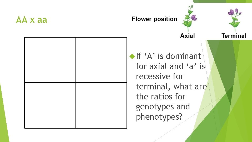 AA x aa If ‘A’ is dominant for axial and ‘a’ is recessive for