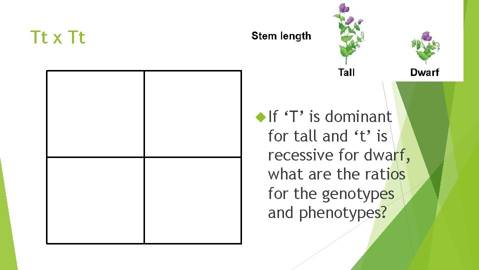 Tt x Tt If ‘T’ is dominant for tall and ‘t’ is recessive for