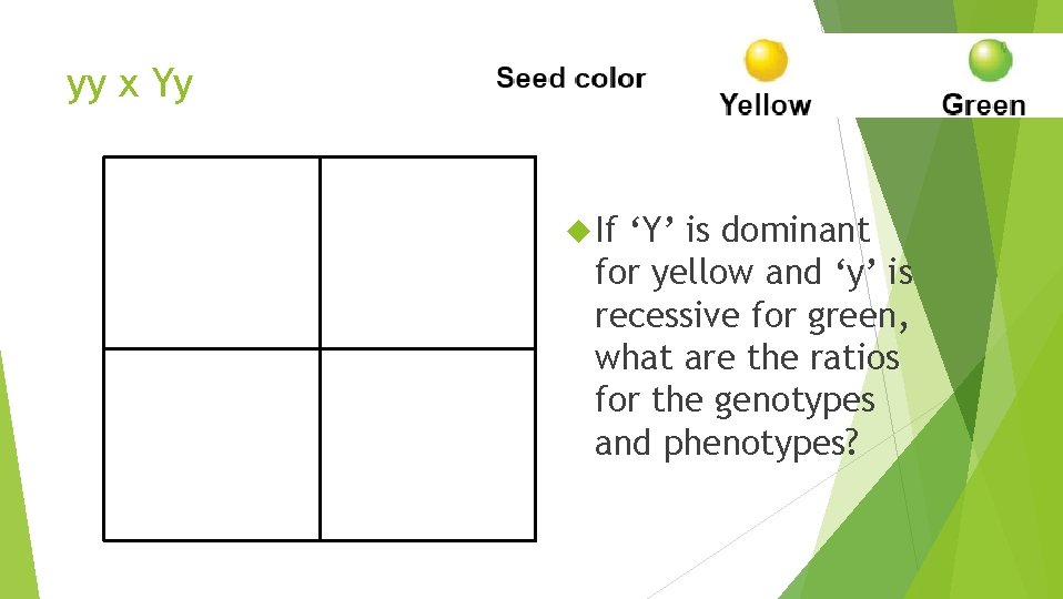 yy x Yy If ‘Y’ is dominant for yellow and ‘y’ is recessive for