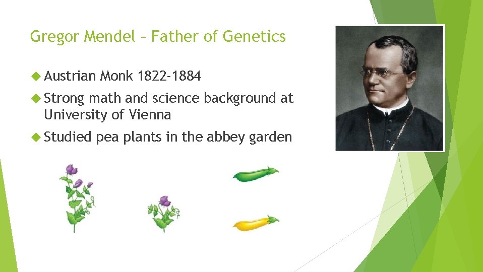 Gregor Mendel – Father of Genetics Austrian Monk 1822 -1884 Strong math and science