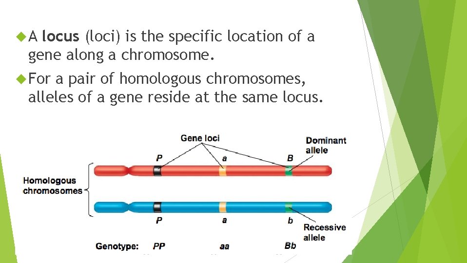  A locus (loci) is the specific location of a gene along a chromosome.