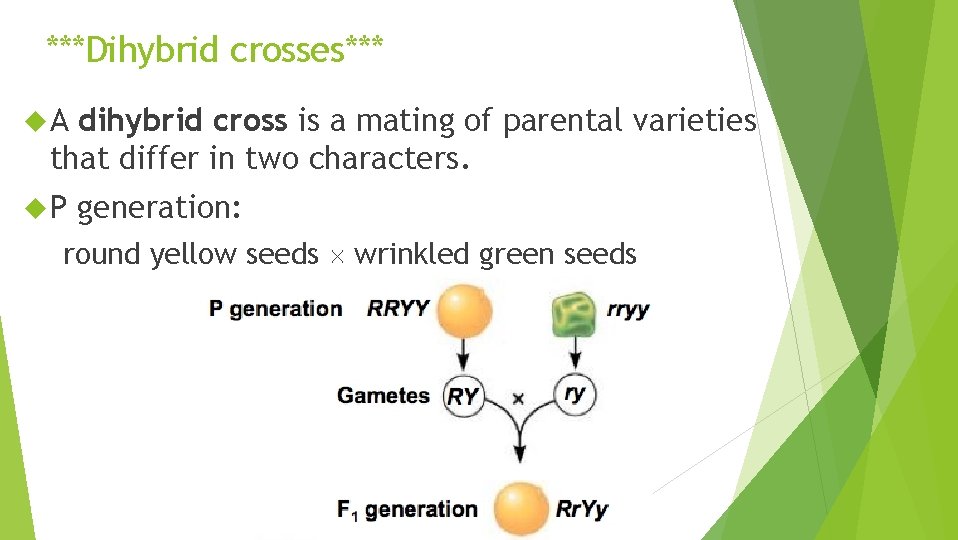 ***Dihybrid crosses*** A dihybrid cross is a mating of parental varieties that differ in