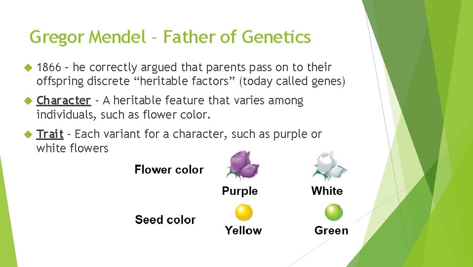 Gregor Mendel – Father of Genetics 1866 – he correctly argued that parents pass