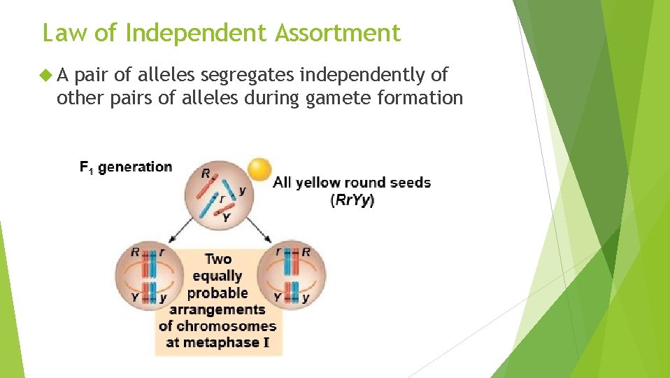 Law of Independent Assortment A pair of alleles segregates independently of other pairs of