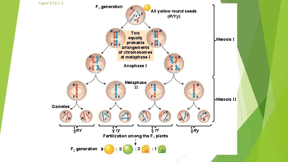 Figure 9. 16 -1 -3 F 1 generation R r y All yellow round