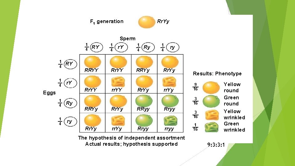 F 1 generation Rr. Yy Sperm 1 4 1 4 1 4 r. Y