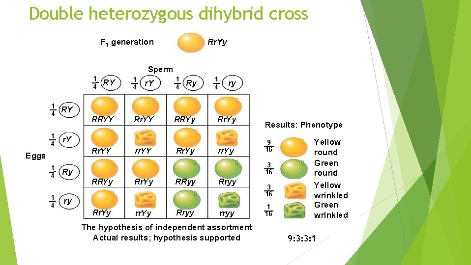 Double heterozygous dihybrid cross F 1 generation Rr. Yy Sperm 1 4 1 4