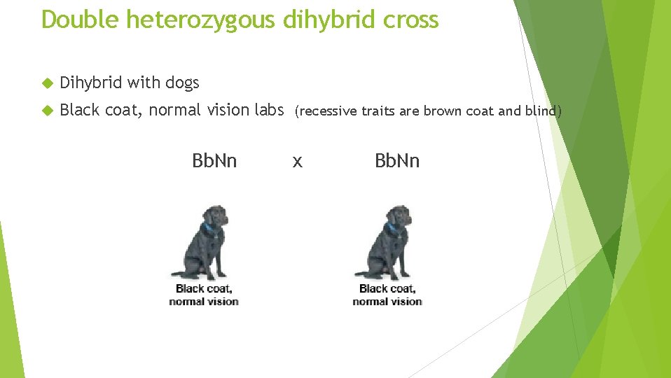 Double heterozygous dihybrid cross Dihybrid with dogs Black coat, normal vision labs (recessive traits