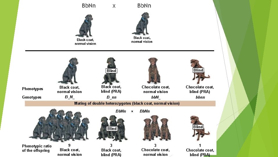 Blind Phenotypes Genotypes Black coat, normal vision B_N_ Black coat, blind (PRA) Chocolate coat,