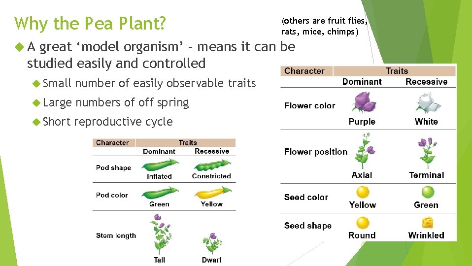 Why the Pea Plant? A (others are fruit flies, rats, mice, chimps) great ‘model