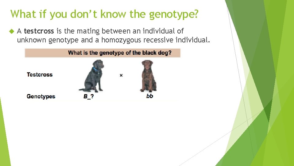 What if you don’t know the genotype? A testcross is the mating between an