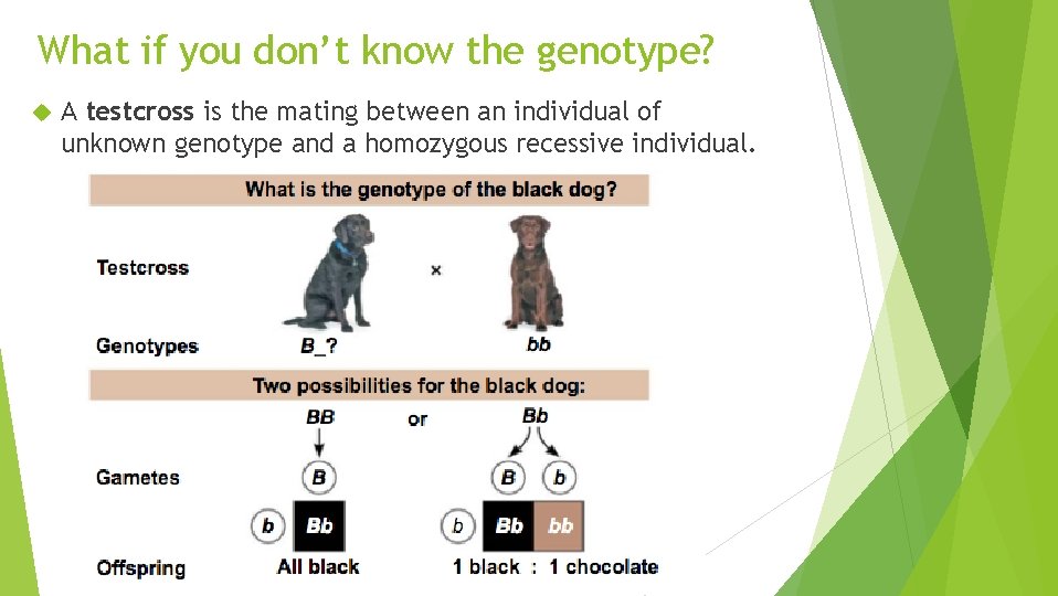 What if you don’t know the genotype? A testcross is the mating between an