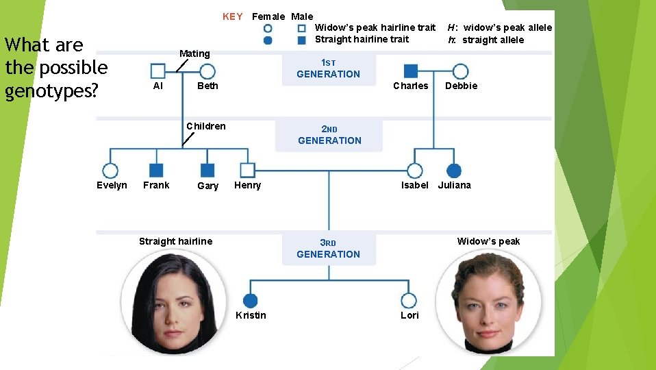 KEY Female Male What are the possible genotypes? Mating Al Frank Beth Gary H: