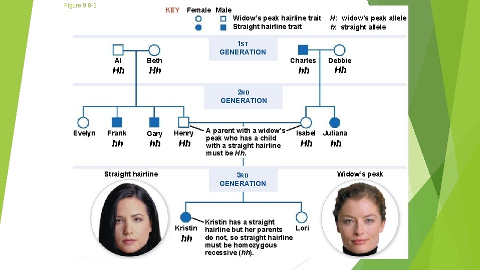 Figure 9. 8 -3 KEY Female Male Widow’s peak hairline trait Straight hairline trait