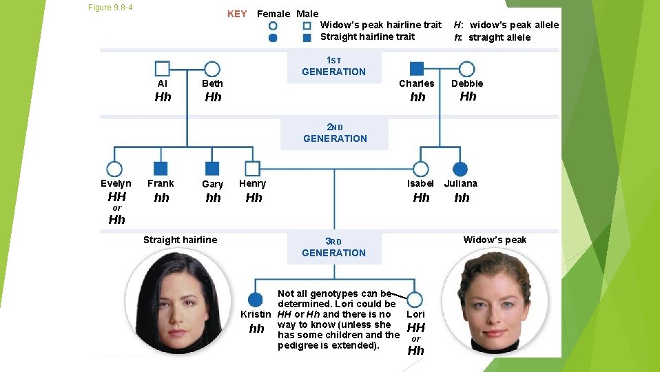 Figure 9. 8 -4 KEY Female Male Widow’s peak hairline trait Straight hairline trait