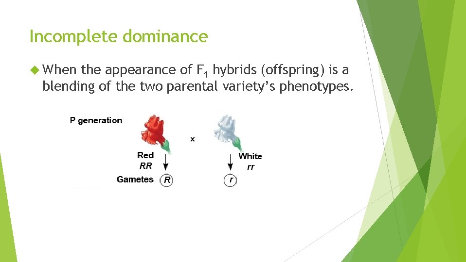 Incomplete dominance When the appearance of F 1 hybrids (offspring) is a blending of