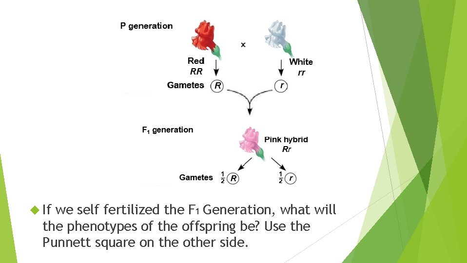  If we self fertilized the F 1 Generation, what will the phenotypes of