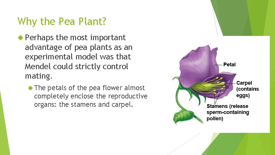 Why the Pea Plant? Perhaps the most important advantage of pea plants as an