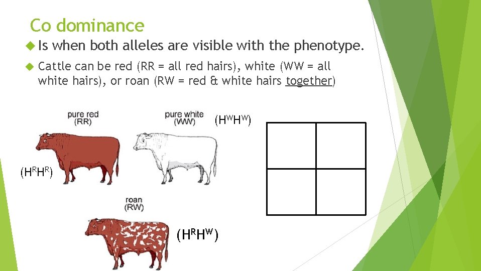 Co dominance Is when both alleles are visible with the phenotype. Cattle can be