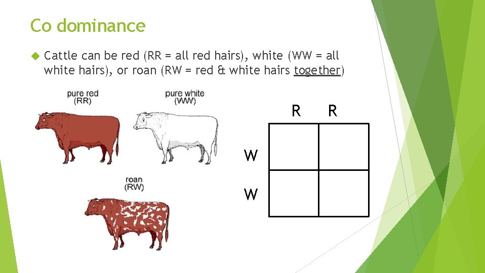 Co dominance Cattle can be red (RR = all red hairs), white (WW =