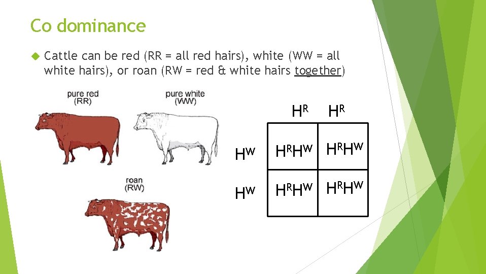 Co dominance Cattle can be red (RR = all red hairs), white (WW =