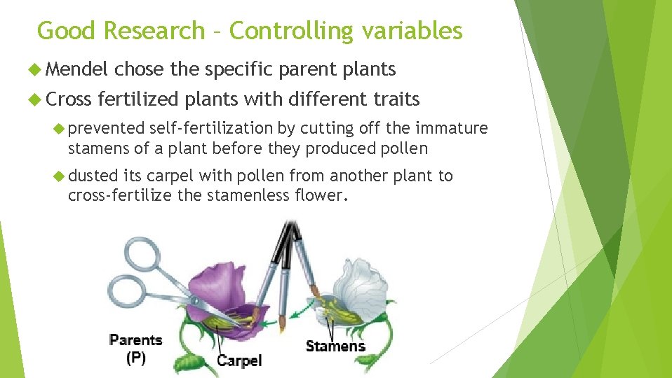 Good Research – Controlling variables Mendel Cross chose the specific parent plants fertilized plants