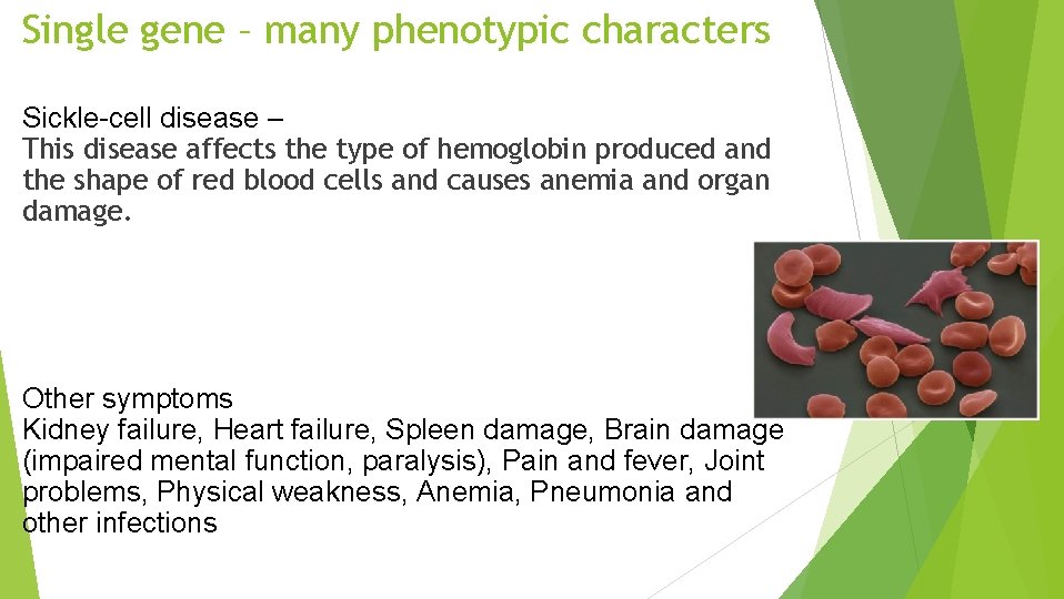 Single gene – many phenotypic characters Sickle-cell disease – This disease affects the type