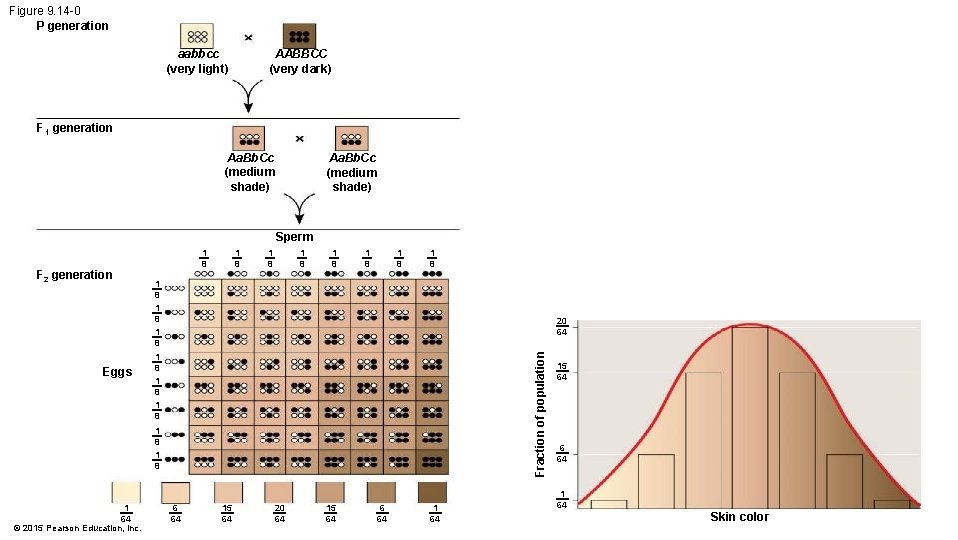 Figure 9. 14 -0 P generation aabbcc (very light) AABBCC (very dark) F 1