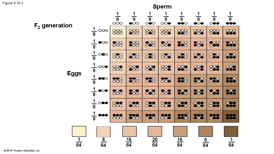 Figure 9. 14 -2 Sperm 1 8 F 2 generation 1 8 1 8