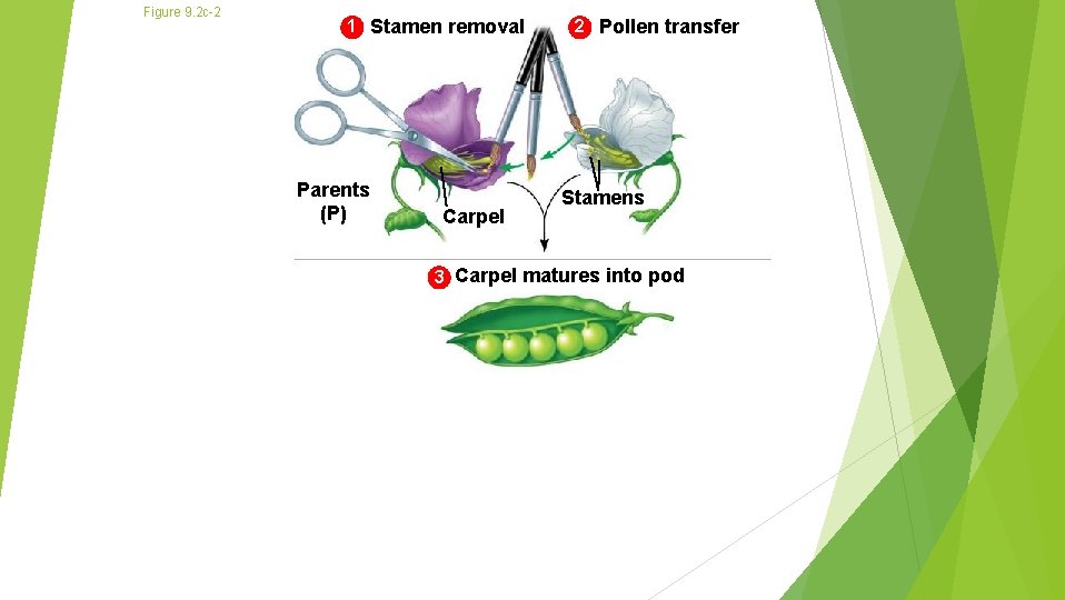 Figure 9. 2 c-2 1 Stamen removal Parents (P) Carpel 2 Pollen transfer Stamens