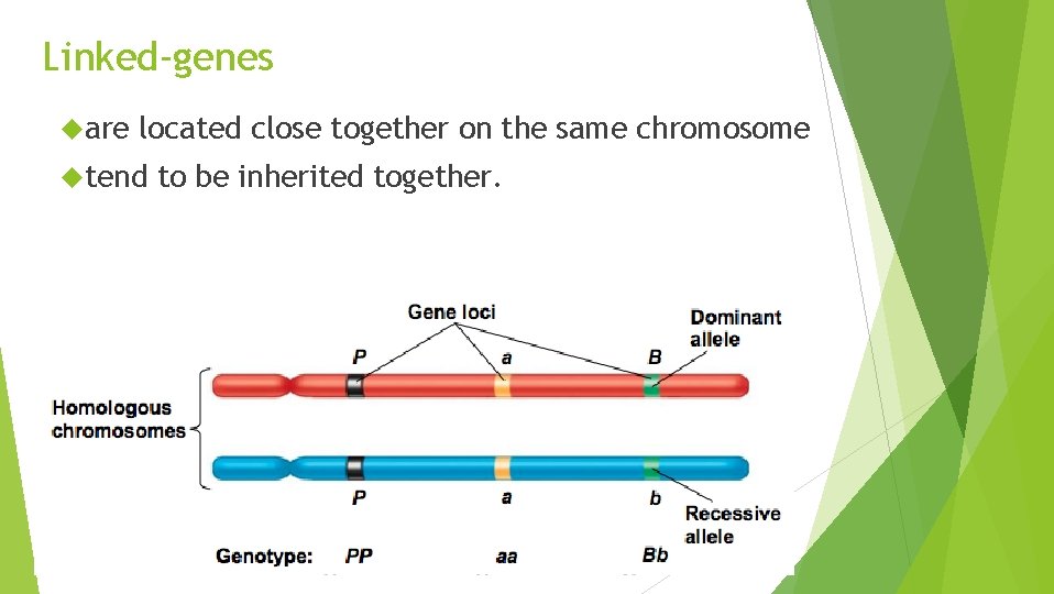 Linked-genes are located close together on the same chromosome tend to be inherited together.