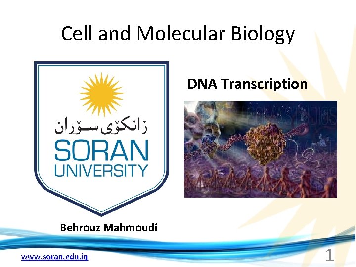 Cell and Molecular Biology DNA Transcription Behrouz Mahmoudi www. soran. edu. iq 1 