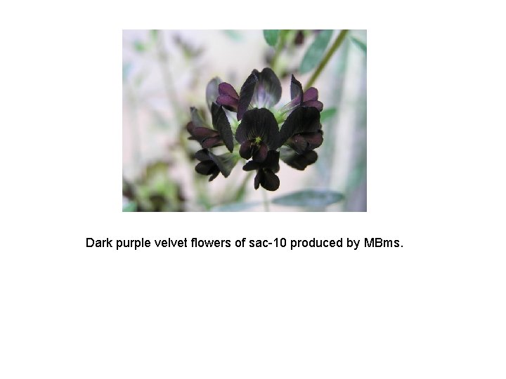 Dark purple velvet flowers of sac-10 produced by MBms. 