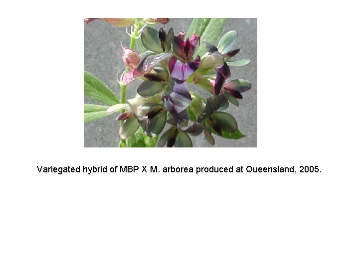 Variegated hybrid of MBP X M. arborea produced at Queensland, 2005. 