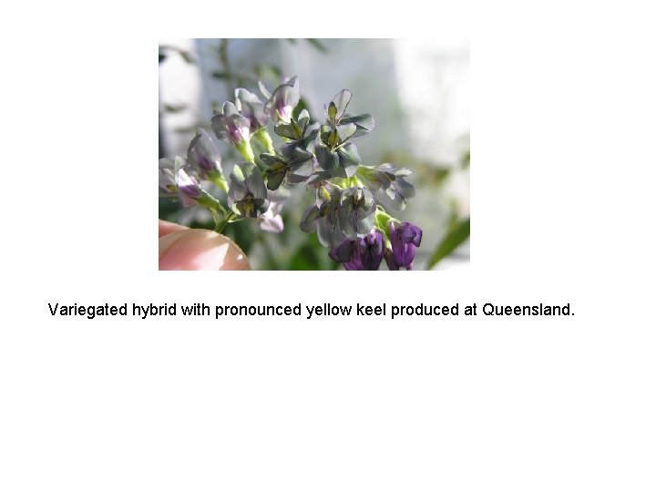 Variegated hybrid with pronounced yellow keel produced at Queensland. 