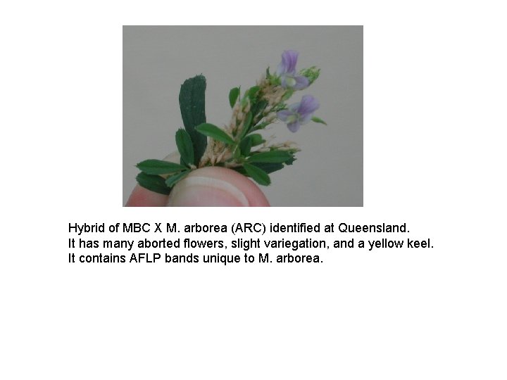 Hybrid of MBC X M. arborea (ARC) identified at Queensland. It has many aborted