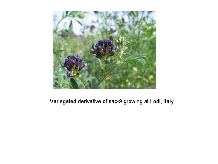 Variegated derivative of sac-9 growing at Lodi, Italy. 