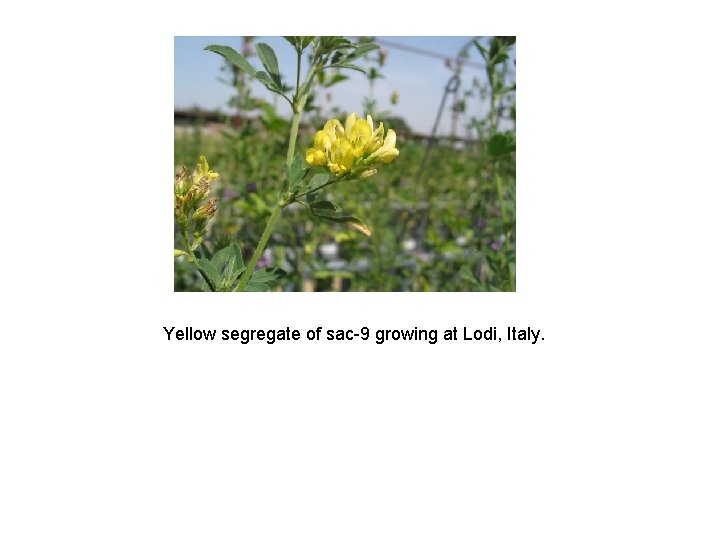 Yellow segregate of sac-9 growing at Lodi, Italy. 