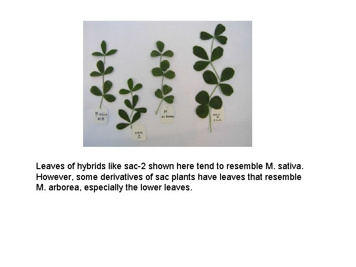 Leaves of hybrids like sac-2 shown here tend to resemble M. sativa. However, some