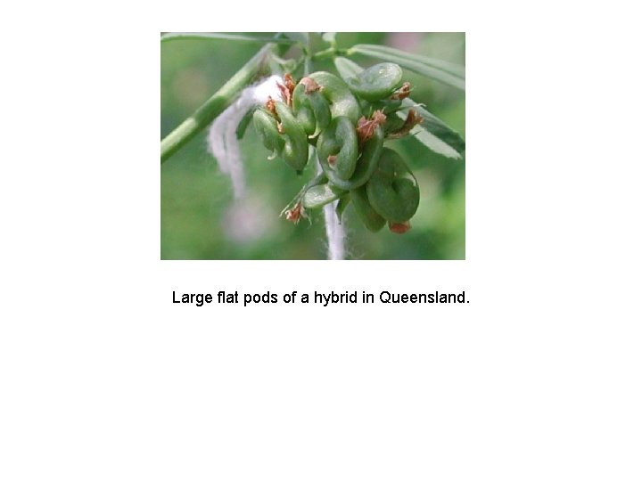 Large flat pods of a hybrid in Queensland. 