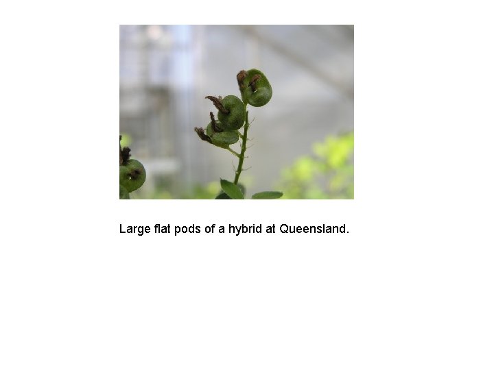 Large flat pods of a hybrid at Queensland. 