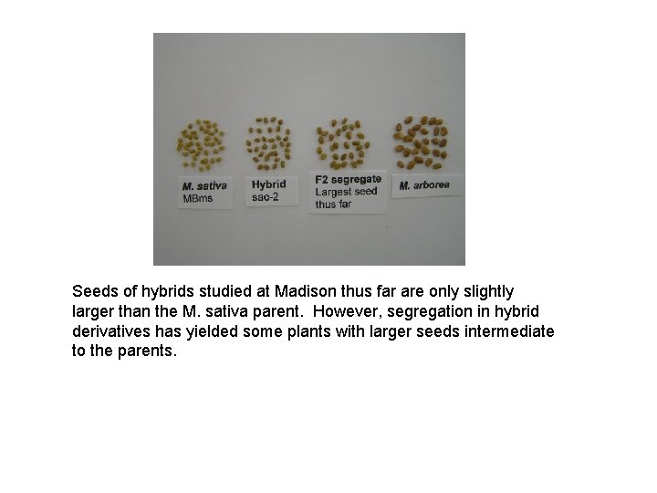 Seeds of hybrids studied at Madison thus far are only slightly larger than the