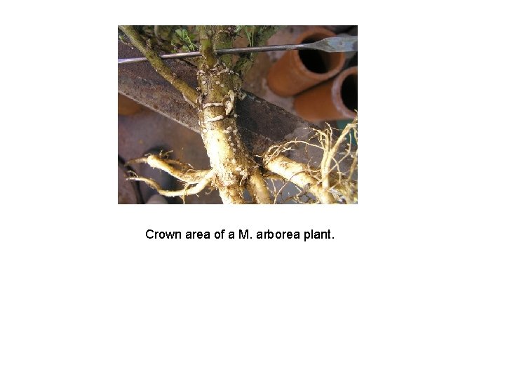 Crown area of a M. arborea plant. 