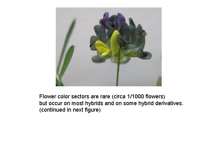 Flower color sectors are rare (circa 1/1000 flowers) but occur on most hybrids and