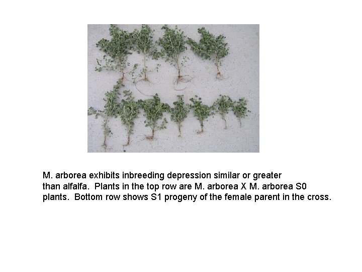 M. arborea exhibits inbreeding depression similar or greater than alfalfa. Plants in the top