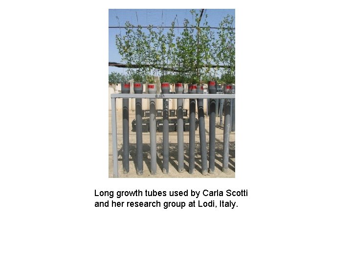 Long growth tubes used by Carla Scotti and her research group at Lodi, Italy.