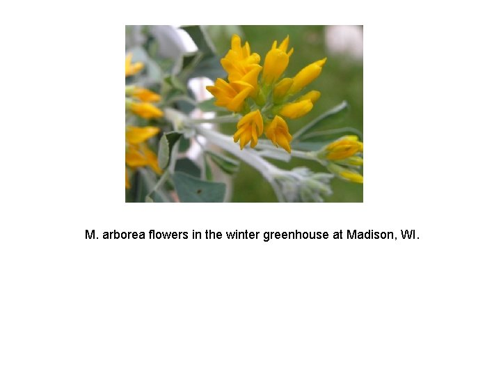 M. arborea flowers in the winter greenhouse at Madison, WI. 