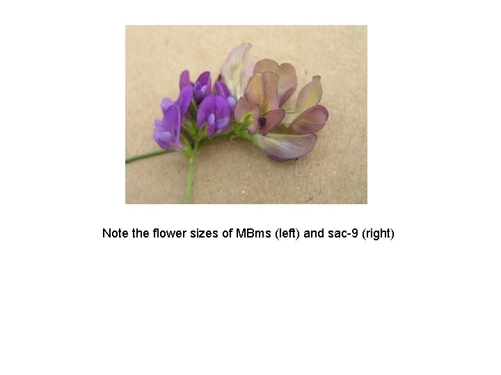 Note the flower sizes of MBms (left) and sac-9 (right) 